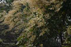 Combretum roxburghii